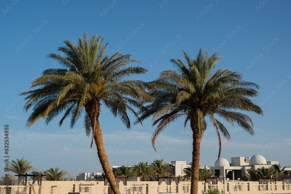 Palm Trees in Egypt During Golden Hour