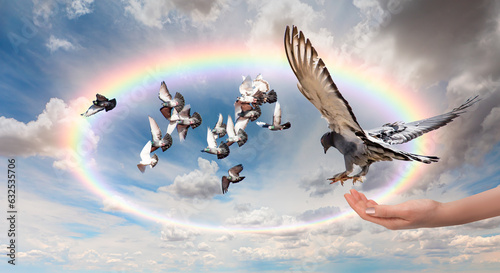 Fotografia Freedom and peace concept - The woman hands free the pigeon into the sky