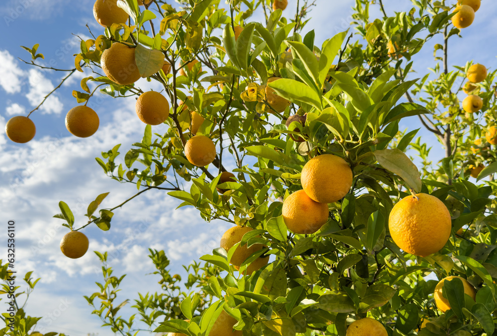 Mandarin tree close up. Orange fruit farm field. Vibrant orange citrus fruits in garden. Mandarin trees at farm plantation cultivated in Mediterranean. Harvest season in Spain. Orange Tangerine plant