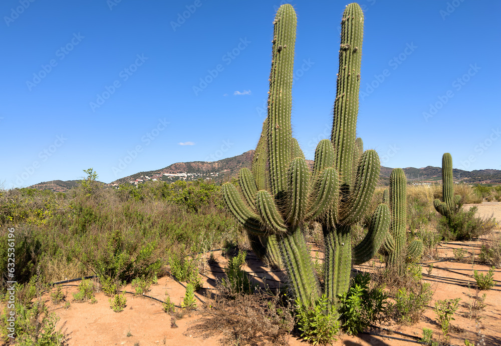 Cactus farm field. Green cactus field landscape. Cactuses with yoke in Spain rural. Cacti in a field. Cactus cultivation. Cactuses plantation in nature. Cactus Green plant in Texas, Arizona