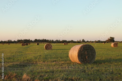Hay in rolls on a water meadow on a summer evening