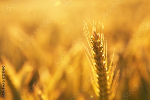 The golden wheat fields under the setting sun provide a close-up view of the crops  while the peaceful rural landscape creates a tranquil atmosphere.