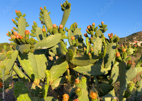 Cactus with flowers close-up. Green cactus field landscape. Cactuses with yoke in Spain rural. Flower on Cacti. Cactuses in nature. Cactus closeup green background. Green plant in Texas, Arizona photo