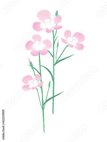 秋の七草の花、ピンク色の撫子 © MAYUK0 ILLUSTRATION