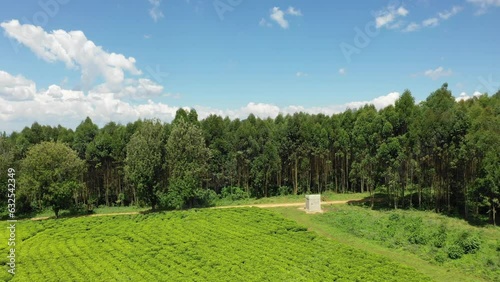 Aerial view of Green tea plantation Keffa Bonga Ethiopia photo