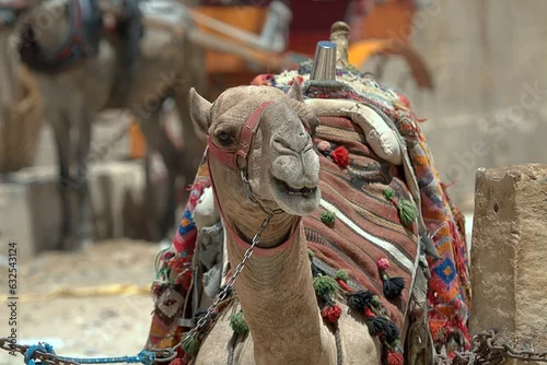 Fototapeta samoprzylepna Wielbłąd (Camelus)