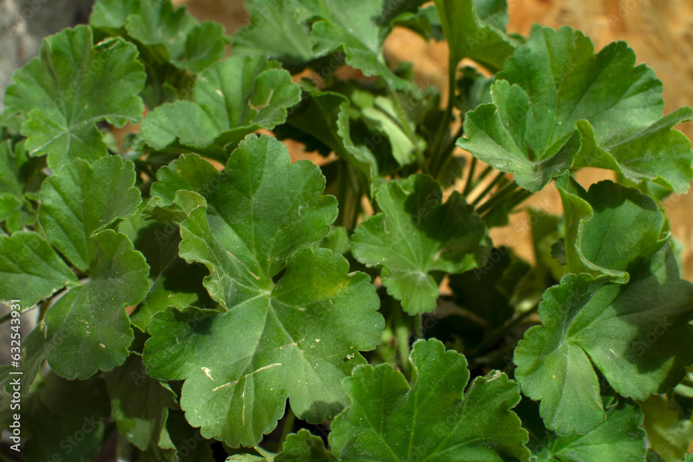 Obraz premium Closeup view of the green leaves of a Pelargonium (Geranium)