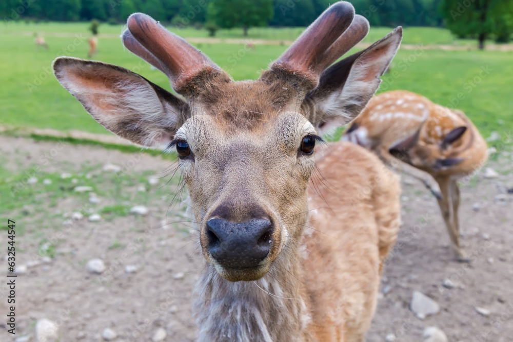 Head of spotted deer on the deer farm close-up