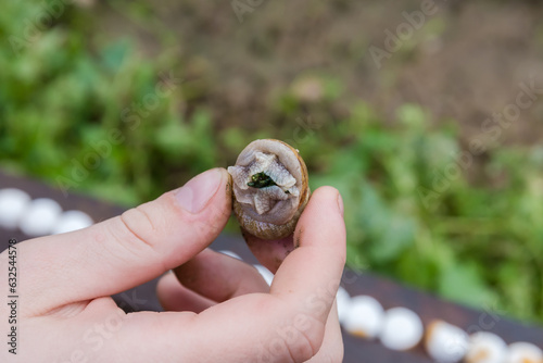 Live edible snail in hand on the snail farm photo