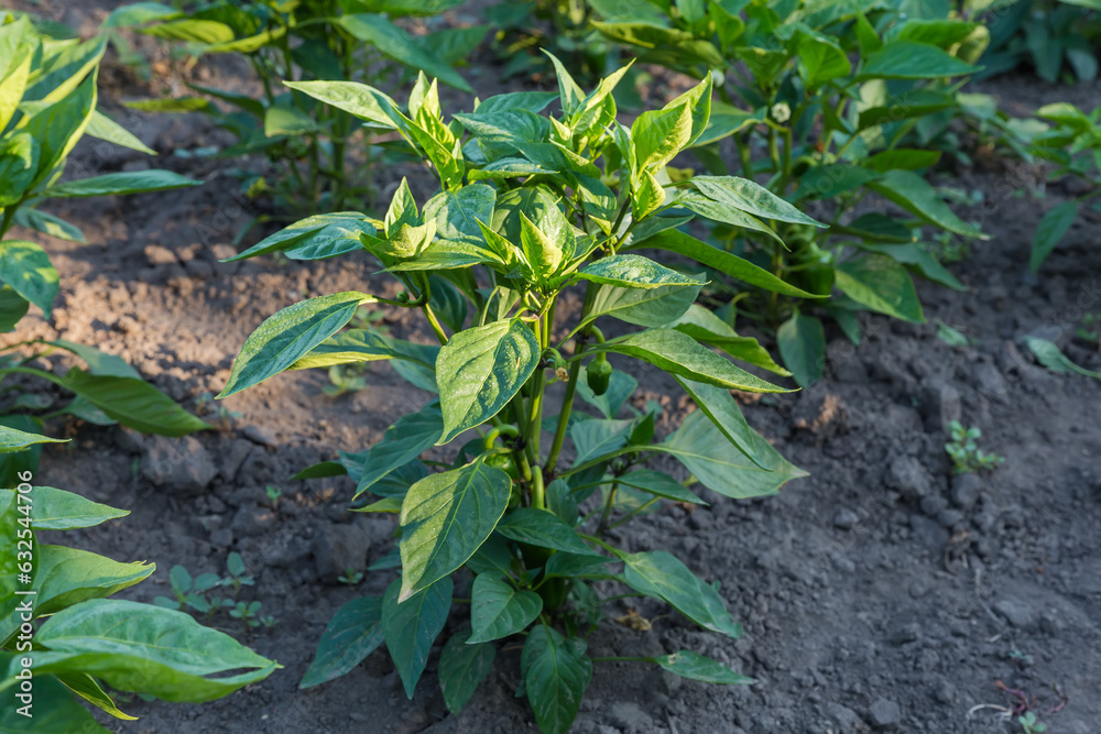 Bush of bell pepper with unripe fruits on a field Bush of bell pepper with unripe fruits on a field