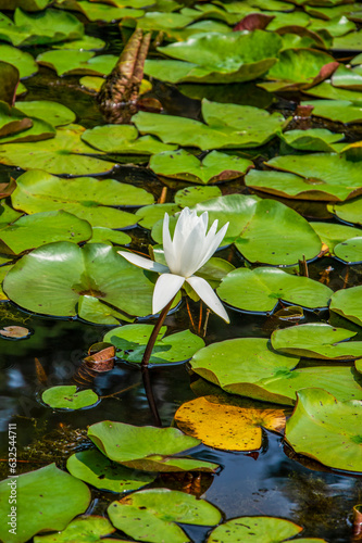 white water lily in the pond