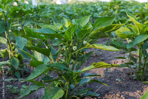 Bush of bell pepper with unripe fruits on a field