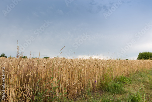 Field of the ripe wheat against the cloudy sky