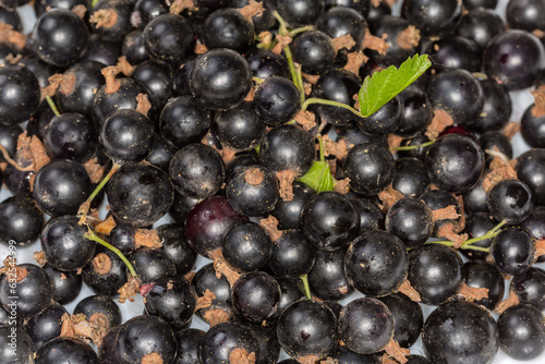 Pile of freshly harvested blackcurrant, top view close-up