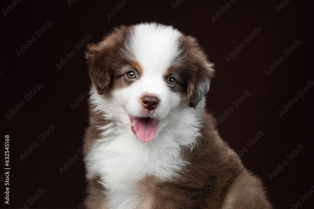 Cute fluffy miniature american shepherd puppy Cute fluffy miniature american shepherd puppy