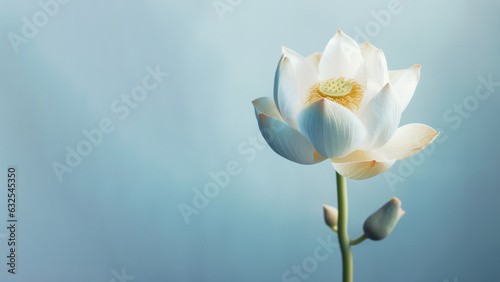 Blue lotus  Nymphaea caerulea  flower background  Flowers composition as background project graphic design