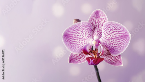 Purple Moth  Phalaenopsis amabilis  orchid flower background  Flowers composition as background project graphic design