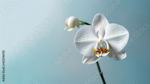 white Moth (Phalaenopsis amabilis) orchid flower background, Flowers composition as background project graphic design