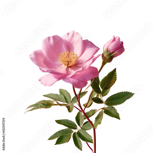 Blooming beach rose with foliage pink flower on transparent background