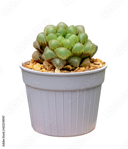 Miniature haworthia cooperi var. pilifera f. variegata cactus houseplant in pot isolated on the white background for the small succulent garden and drought tolerant plant photo