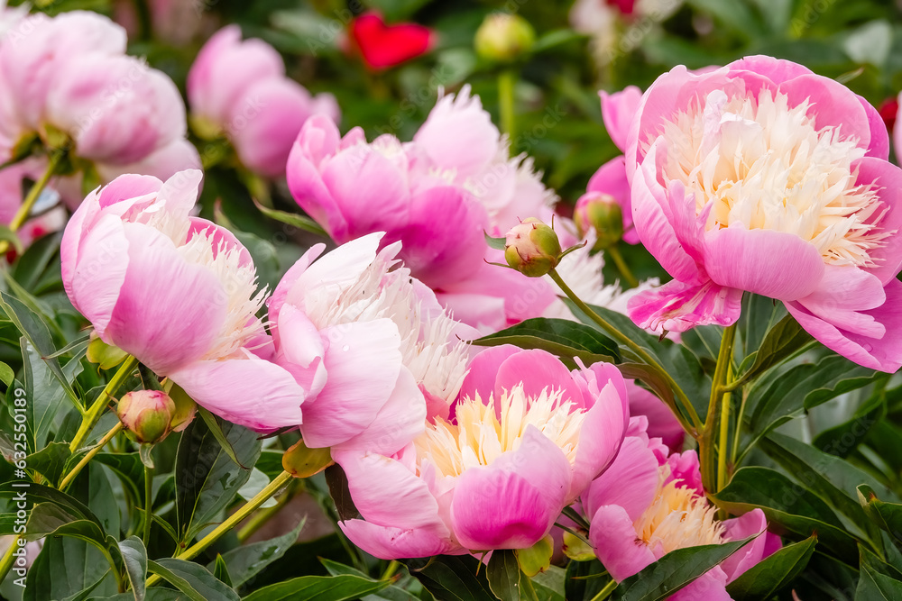 Fototapeta premium Peonies bloom beautifully in summer
