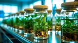 Generative AI : Orchids tissue culture seedlings in glasses jars in laboratory room Smart farm agriculture industry and biotechnology concept Growing seeds or sprouts plant by germination development