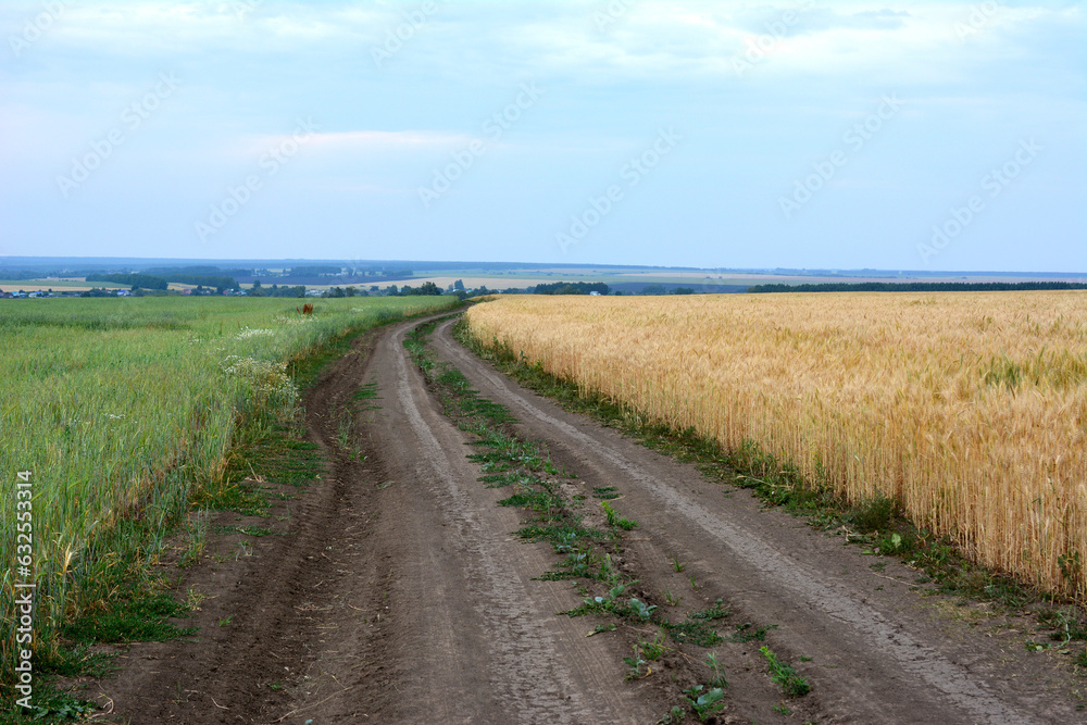 road in the wheat field going to horizon with cloudy sky copy space