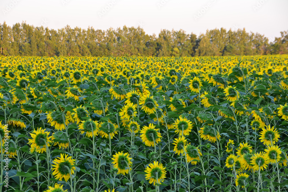 sunflower field with forest line on background in sunset copy space sunflower field with forest line on background in sunset copy space
