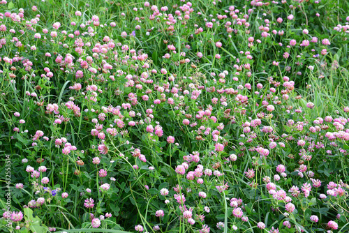 green meadow with blooming clover flowers isolated in the field