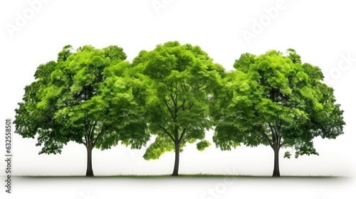 Isolated green tree on white background © HN Works