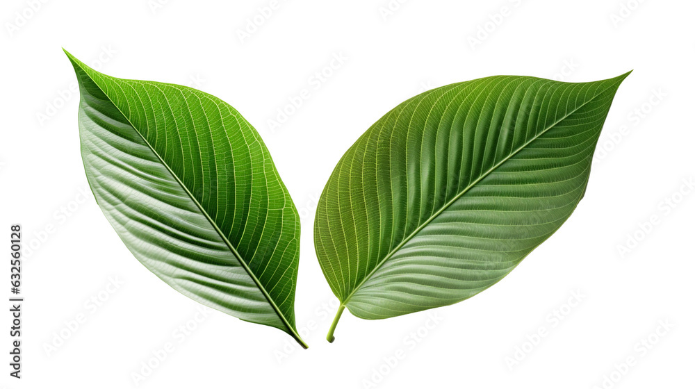 Fototapeta premium green leaf isolated on white background