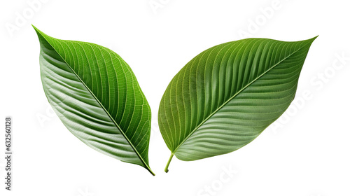 green leaf isolated on white background