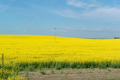 Yellow rapeseed field and blue sky on a sunny day. Colors of the Ukrainian flag.