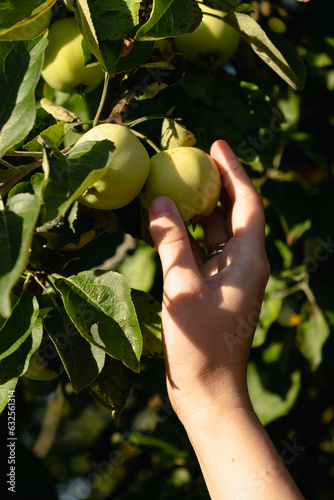 Close-up of a woman's hand plucking a green apple from a tree branch. Eco-friendly farming.