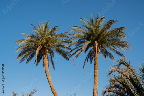 Palm Trees During Golden Hour