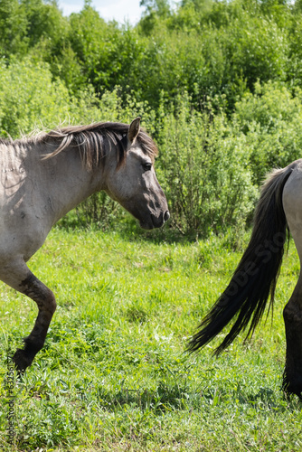Wild tarpan horses in their natural habitat on a summer day. Herd of horses in the pasture.
