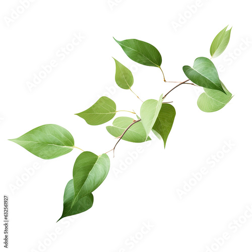 Leaves in green isolated against transparent background