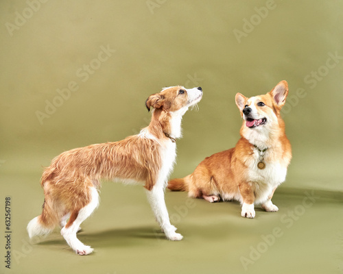 portrait of two dogs on a green background