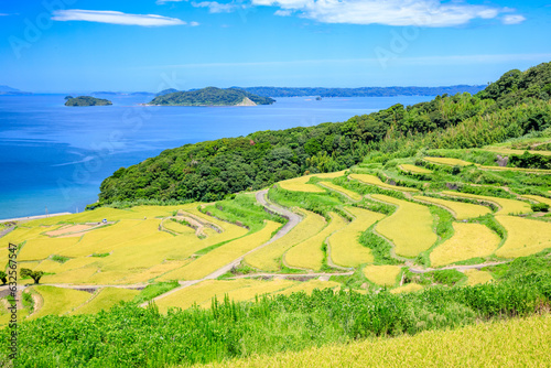 初夏の土谷棚田 長崎県松浦市 Doya Rice Terraces in early summer. Nagasaki Pref, Matsuura city.