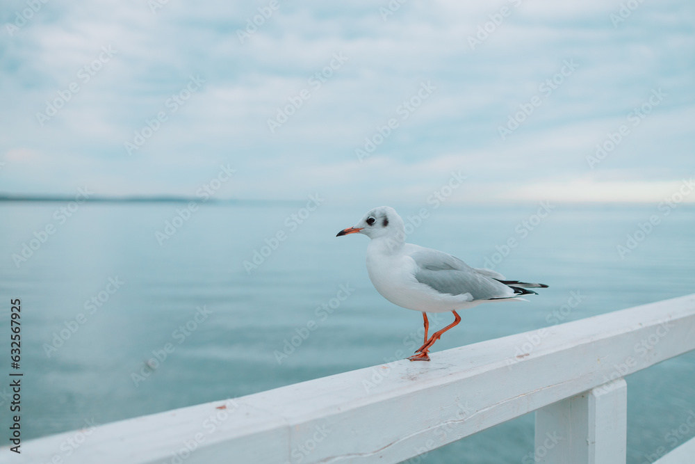 Seagull portrait against sea shore. Close up view of white bird seagull sitting by the beach. Wild seagull with natural blue background. High quality photo Seagull portrait against sea shore. Close up view of white bird seagull sitting by the beach. Wild seagull with natural blue background. High quality photo