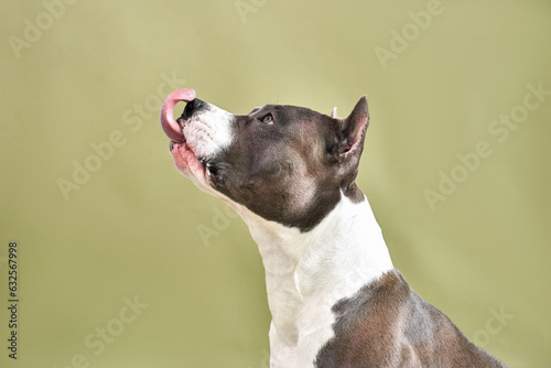 american staffordshire terrier funny tongue licking