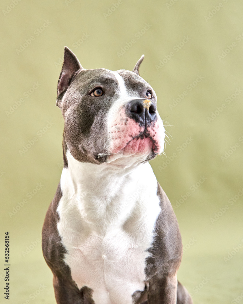 Portrait of a dog breed American Staffordshire Terrier on a green background