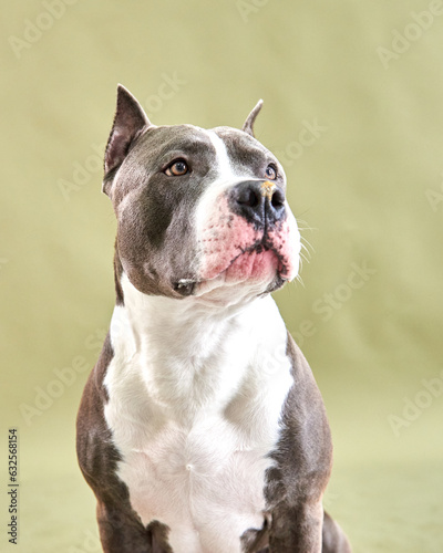 Obraz na płótnie Portrait of a dog breed American Staffordshire Terrier on a green background w salonie