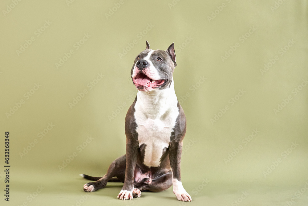 american staffordshire terrier dog