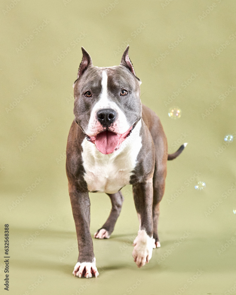american staffordshire terrier dog  playing with bubbles
