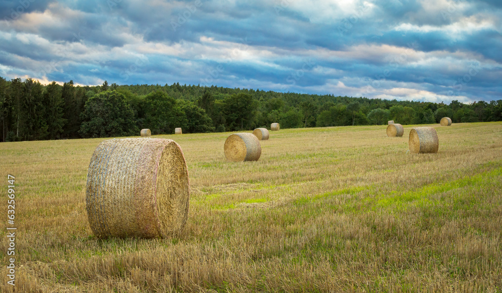 straw in bales roll and stubble in the field at evening time, harvesting in agriculture straw in bales roll and stubble in the field at evening time, harvesting in agriculture