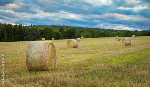 straw in bales roll and stubble in the field at evening time, harvesting in agriculture