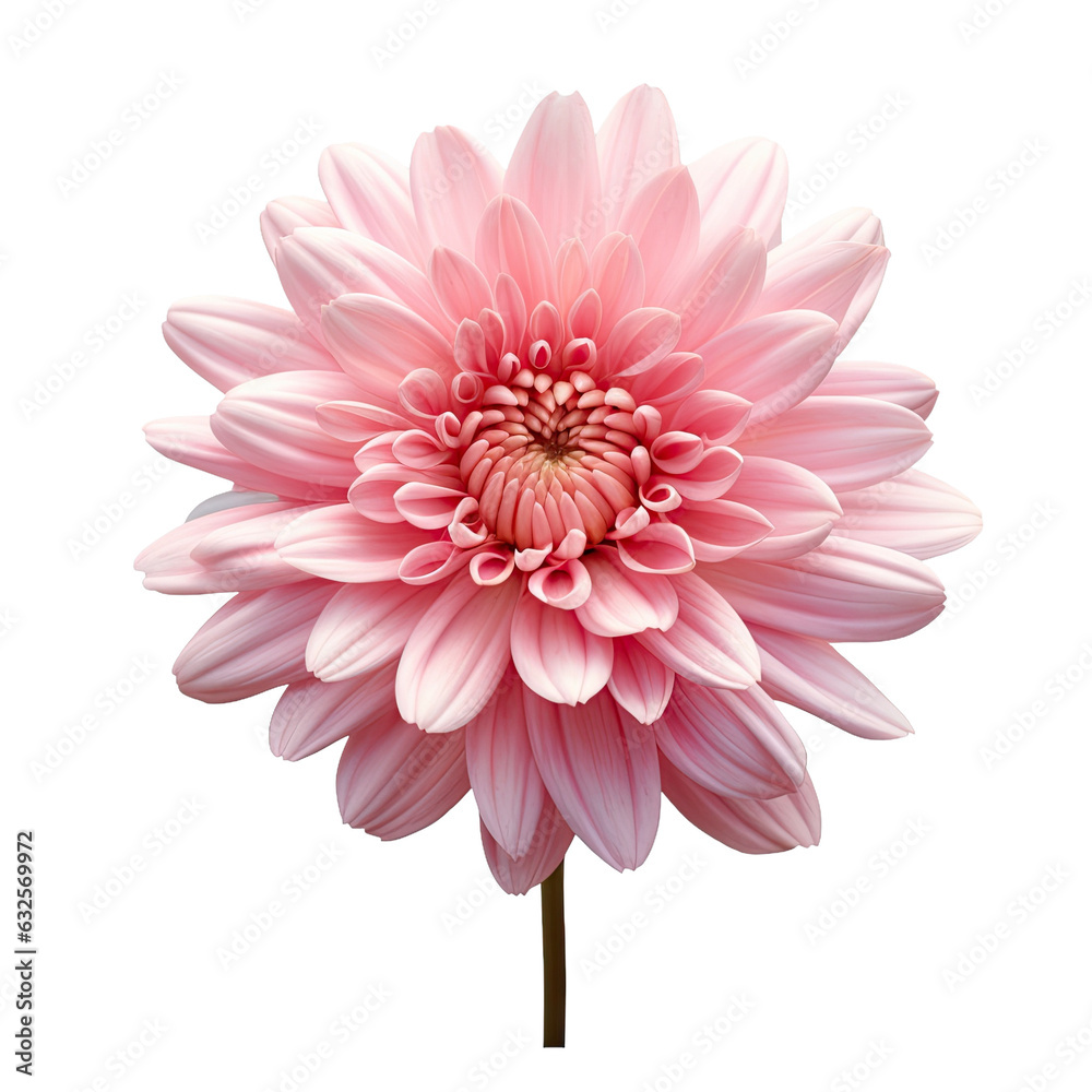 Gorgeous pink chrysanthemum