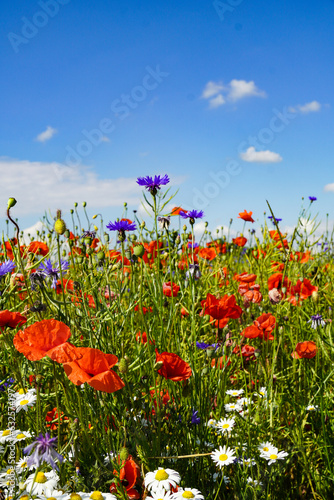 field of flowers