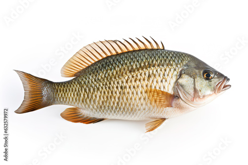 Image of tilapia on white background. Fish. Underwater animals. Illustration, Generative AI.